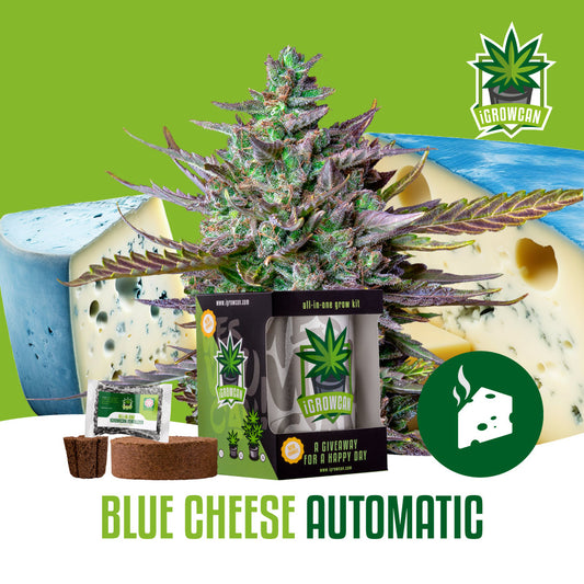 iGrowcan – Blue Cheese Automatic