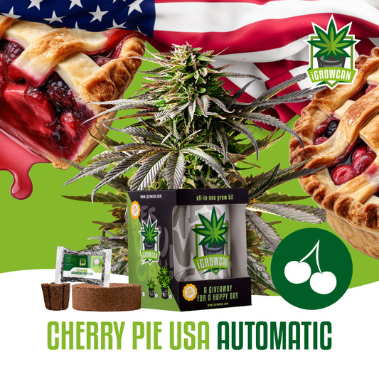 iGrowcan – Cherry Pie USA 