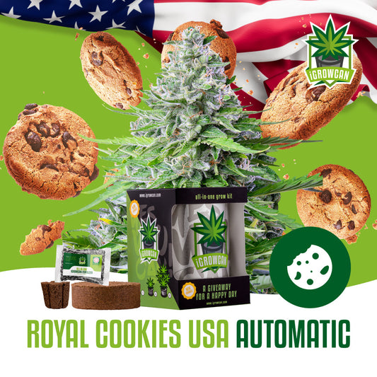 iGrowcan – Royal Cookies Automatisch