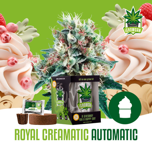 iGrowcan – Royal Creamatic Automatic