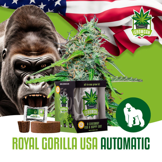 iGrowcan – Royal Gorilla Automatic