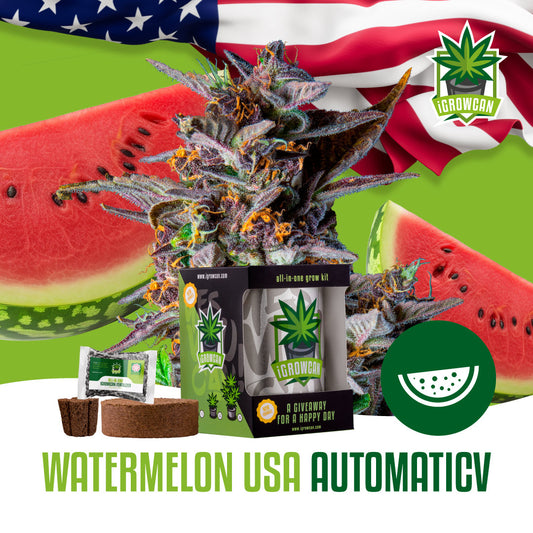 iGrowcan – Automatische Wassermelone 