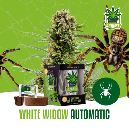 iGrowcan – White Widow Automatic 