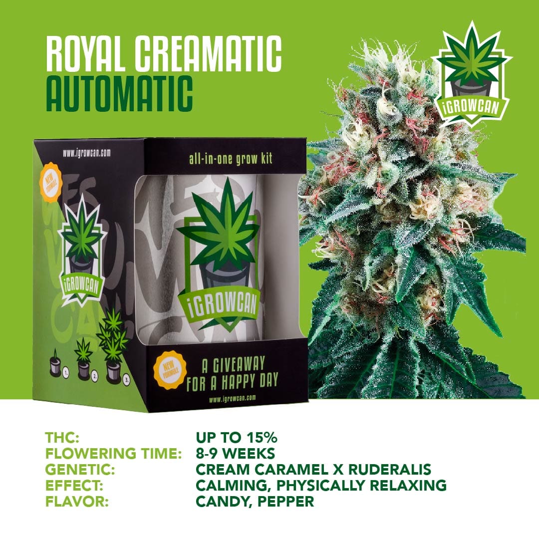 iGrowcan - Royal Creamatic Automatic